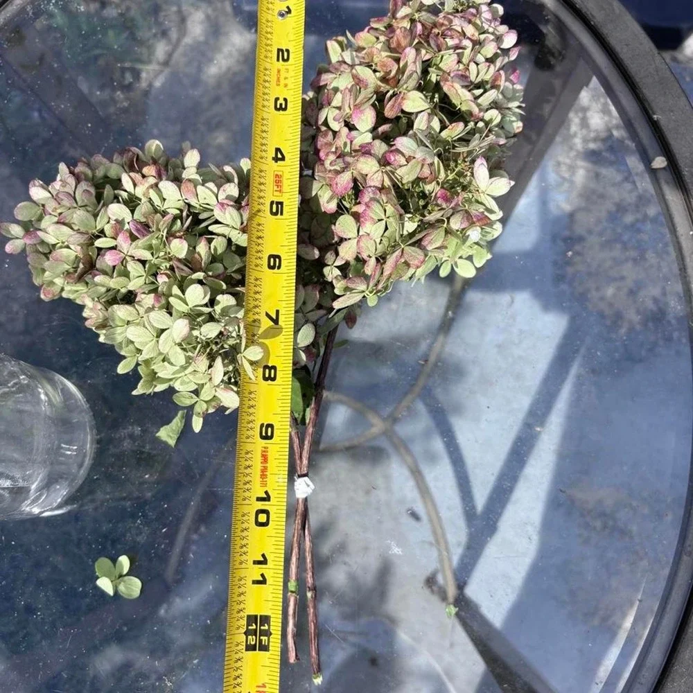 Real Preserved Hydrangea Stems 2 Count Sage Green Dusty Rose Pink Home Decor